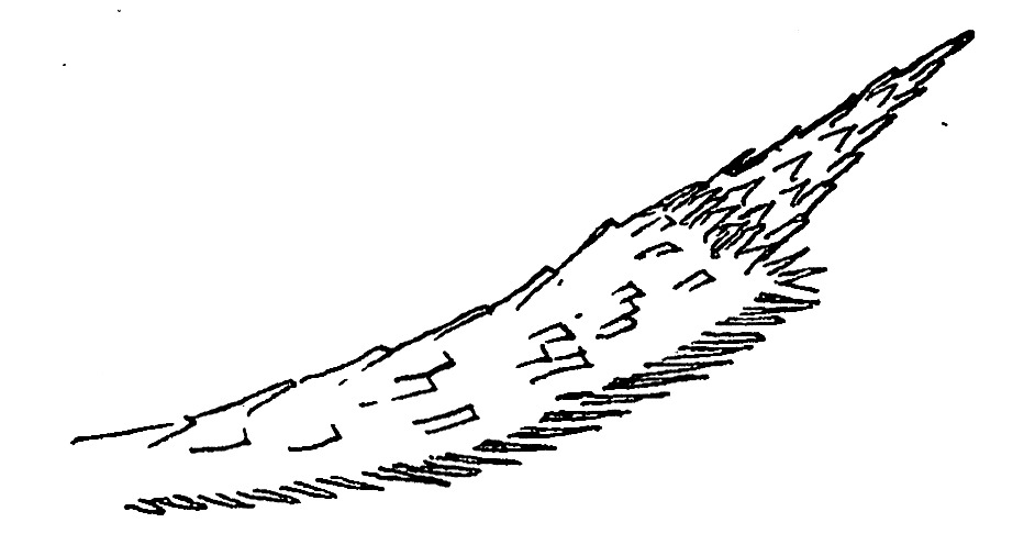 Labial palp of an Elachista species (Elachistidae).